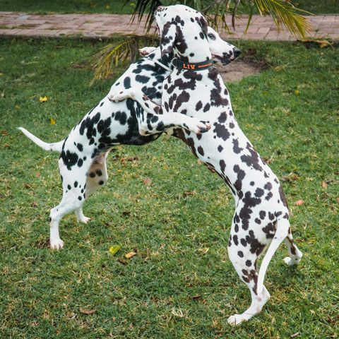 a5