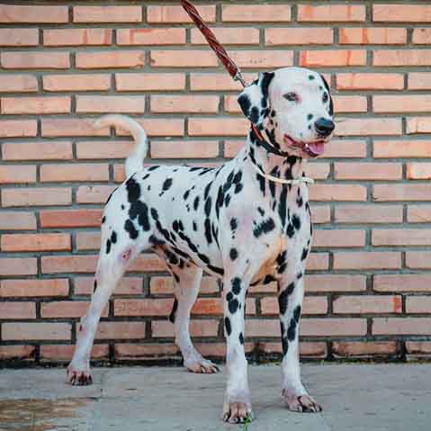 dalmata