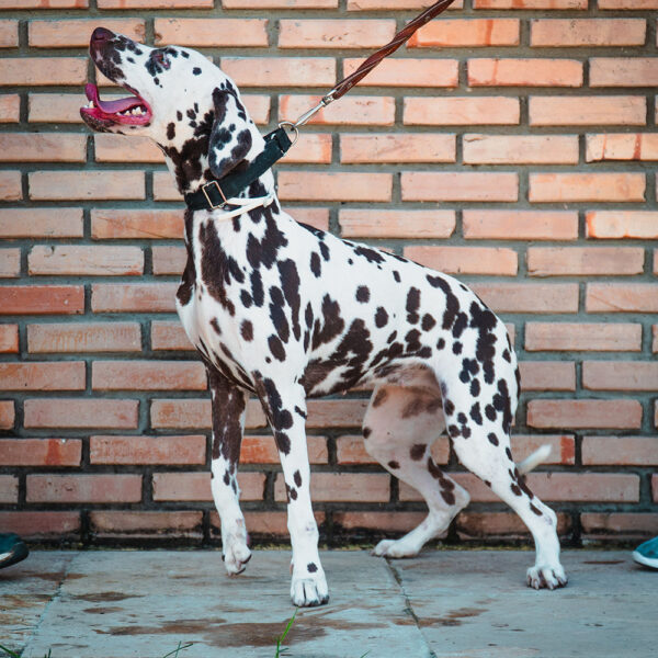 dog1