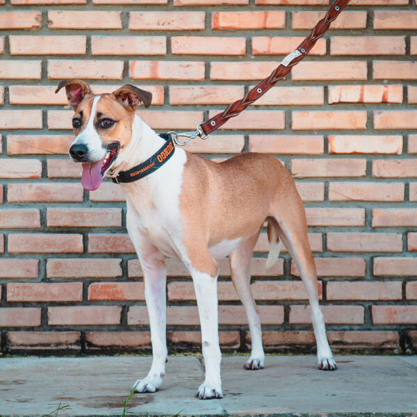 dog2