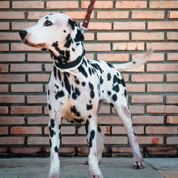 dog3