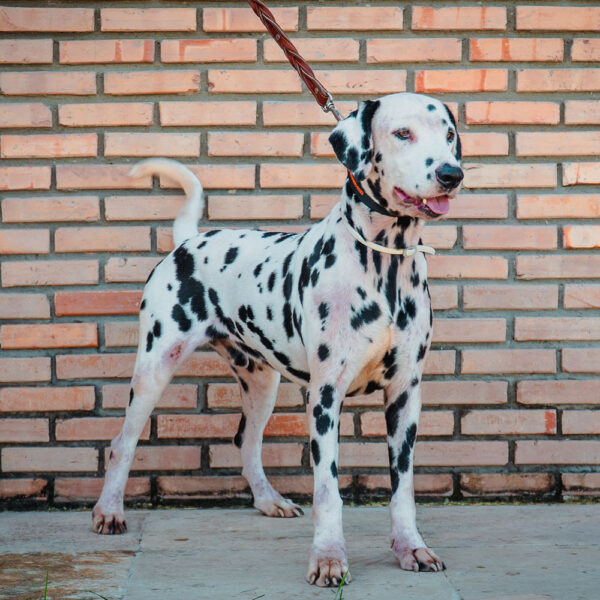 dog4